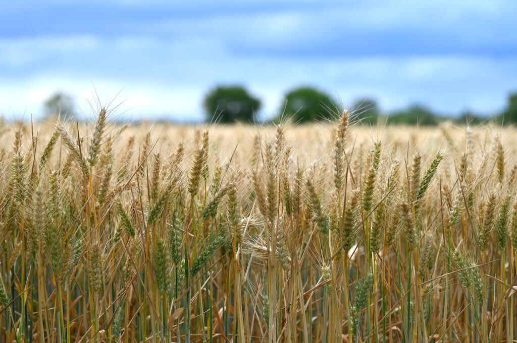 Le blé sauvage, clé de la sécurité alimentaire dans un monde qui se ...