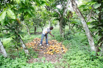 Yaya Coulibaly inspecte une plantation de cacao à Yakassé-Attobrou, près de la frontière avec le Ghana, le 27 octobre 2024.