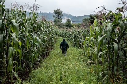 Eduardo Wuqu'aj Saloj dans l'un de ses parcelles cultivé avec du maïs et des haricots (système Milpa unique) dans le village de Chaquijyá, Guatemala, le 31 août 2024.