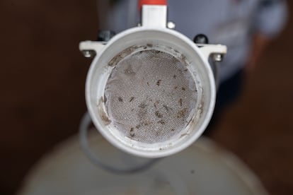Capture de moustique de la dengue.