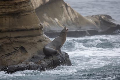 A Sea Lion, en Californie, le 8 octobre 2024. 