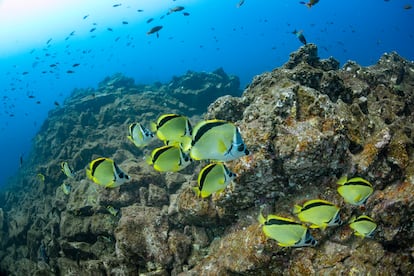 Un groupe de poissons papillons rien dans les eaux des îles RevilLagigedo.