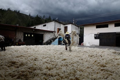 Un employé étend la laine séchée dans les mètres de rotation de Guijarro, la dernière de la ville qui fournit de la laine de mouton pure pour faire des tapis.