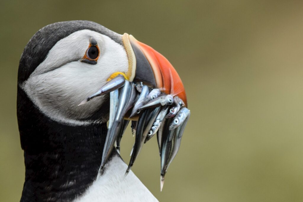 Un nacard avec une bouche pleine d'anguilles de sable