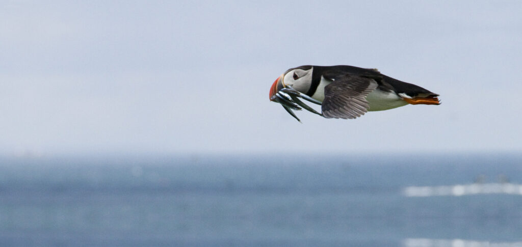 Un feu noisette glisse au-dessus de la surface de l'océan, avec plusieurs petits poissons dans son bec coloré