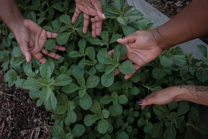 Soraia Claudino et sa sœur Saionara manipulent des plantes au plafond vert.