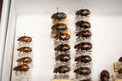 Les «Abejones de Mayo» comprennent plus de 400 espèces de coléoptères aperçus et moins fréquents.  