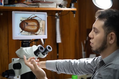 La croissance des villes et l'utilisation excessive des pesticides sont quelques-unes des principales causes de la diminution des populations des pièces de rechange. 