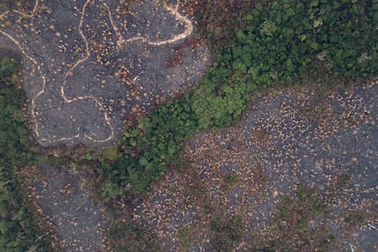 Une zone brûlée du parc d'État du Guajá-Mirim à Nova Mamorié (Brésil), en septembre 2024.