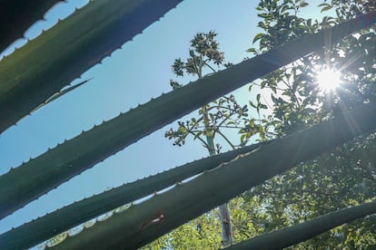 La tige comestible de la fleur du Maguey, connu sous le nom de Quiote, à Puebla, Mexique. 