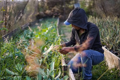 Fabiola Torres sement des agaves, en février dernier.