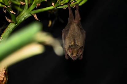 Une chauve-souris est aperçue suspendue à un Quiot. 