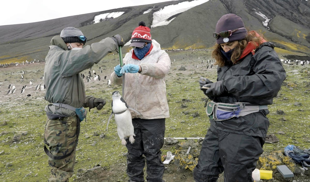La femme qui analyse la personnalité des Penguins