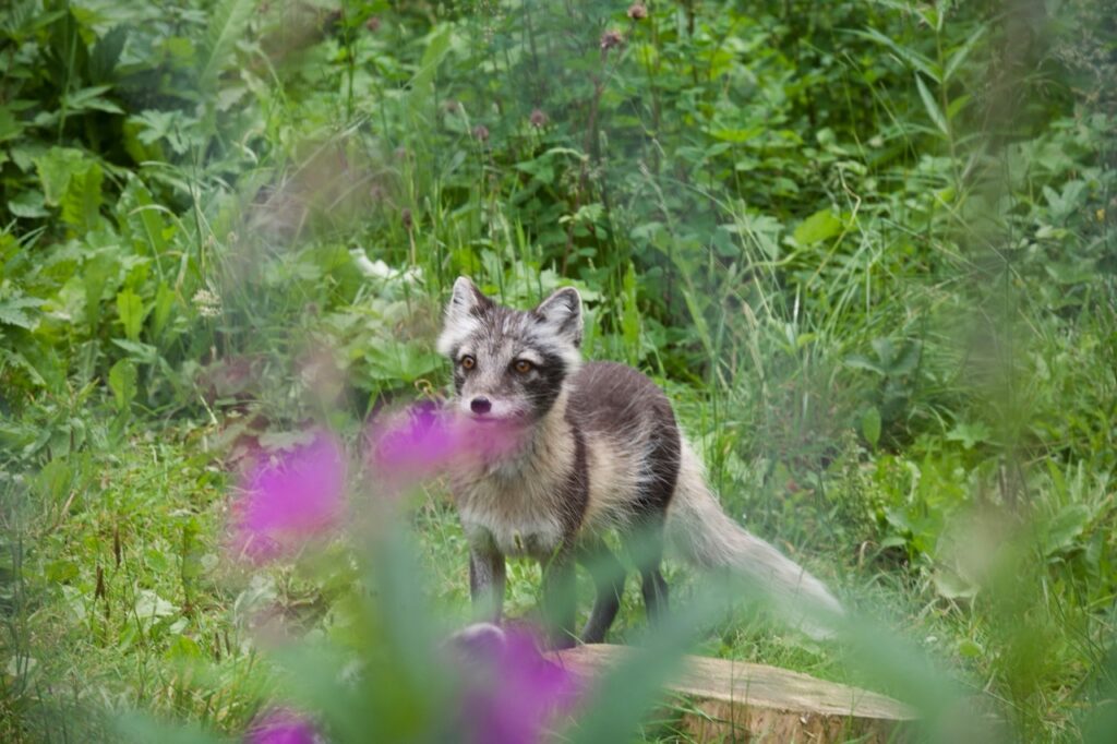 Un jeune renard arctique dans un paysage vert luxuriant avec une couche brune et blanche.