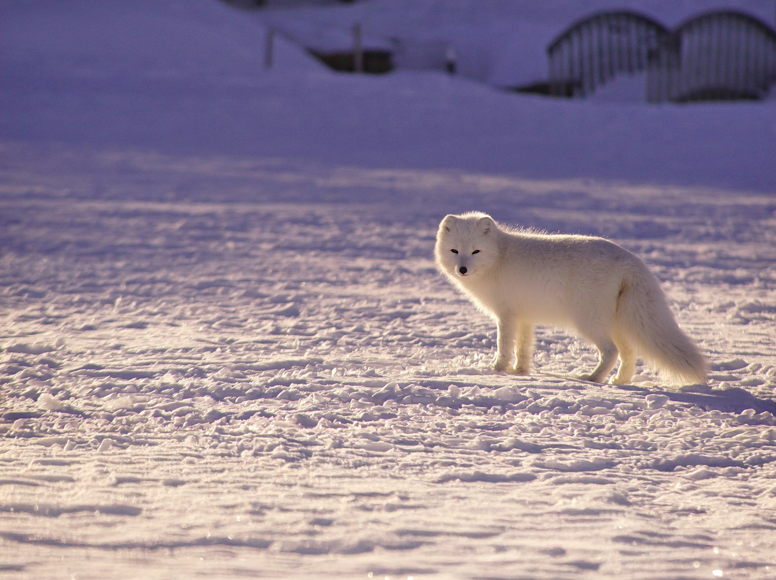 Faits de renard arctique: 8 choses fascinantes à savoir