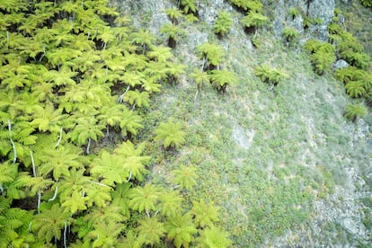 Forêt de fougères géantes à Isla de Trinido, Brésil.