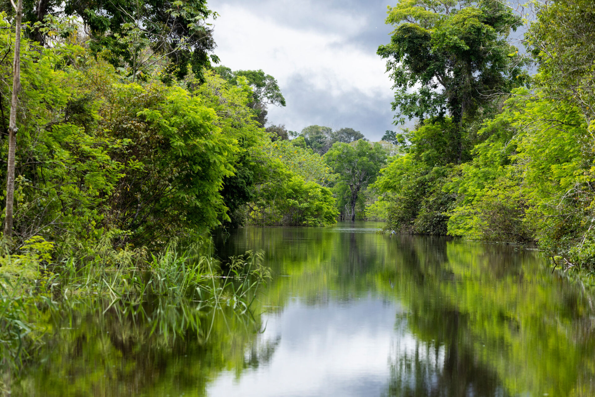 La belle forêt verte luxuriante est documentée lors de l'expédition Amazon.