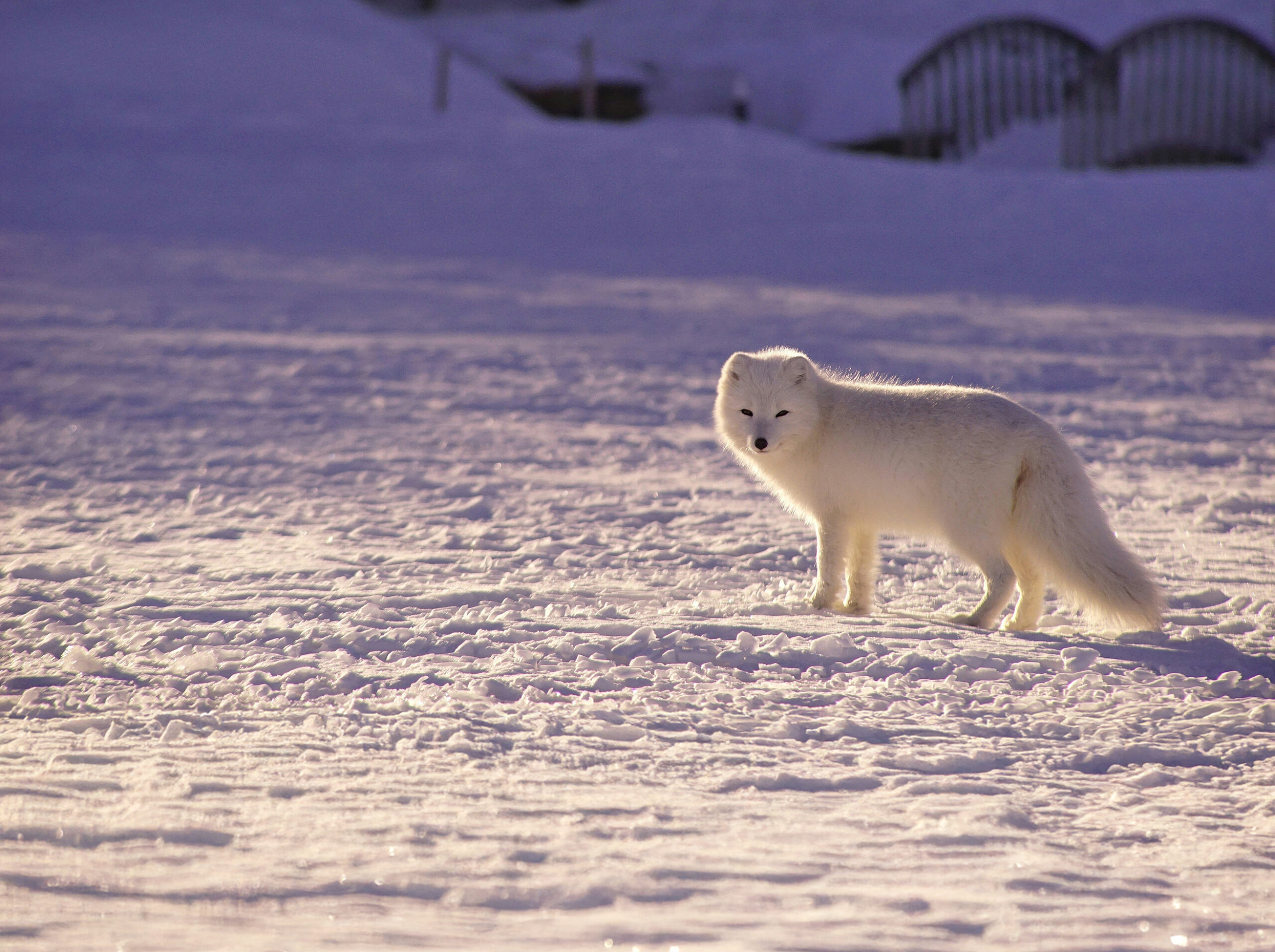 Fox arctique dans un paysage enneigé