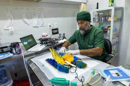 Avant de commencer la réintroduction, les macaws ont été soumis à tous les contrôles de la santé. 