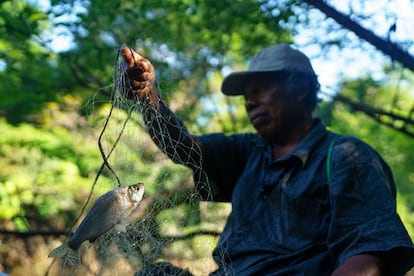 Jorge Cayetano attrape un poisson avec un maillage dans le ruisseau Mata Mata.