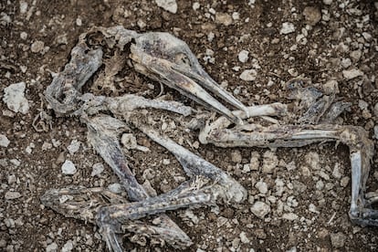 Des restes osseux d'un garin, sur la côte du Pérou, en juillet 2025.