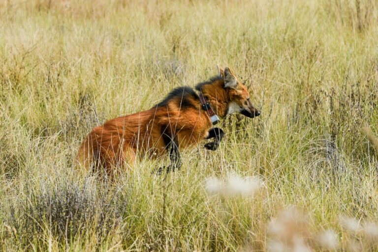 De retour à la maison: la deuxième vie d'un Aguará Guazú, le grand renard sud-américain