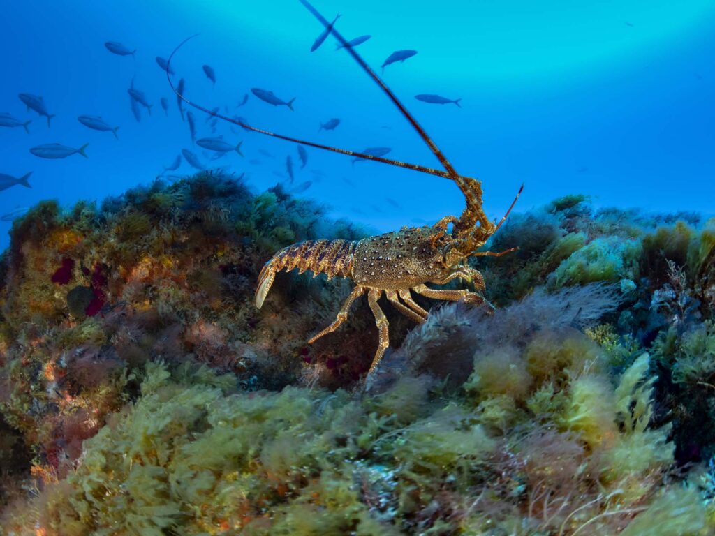 Un homard Rock Tristan (Jasus Tristani) s'éloigne du plongeur tandis que les ambre à queue jaune cercle en arrière-plan.