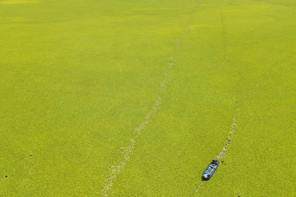La laitue aquatique, la plante envahissante qui met en échec la grande fermeture, le plus grand réservoir d'El Salvador