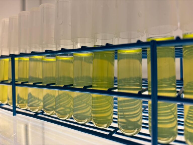 Les créatures les plus petites et les plus abondantes de l'océan ne peuvent pas avec le réchauffement de la mer