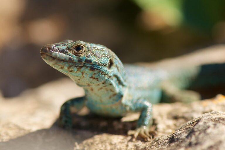Sages des lézards, des serpents et des grenouilles: 160 herpétologues avertissent à Barcelone le déclin des reptiles et des amphibiens