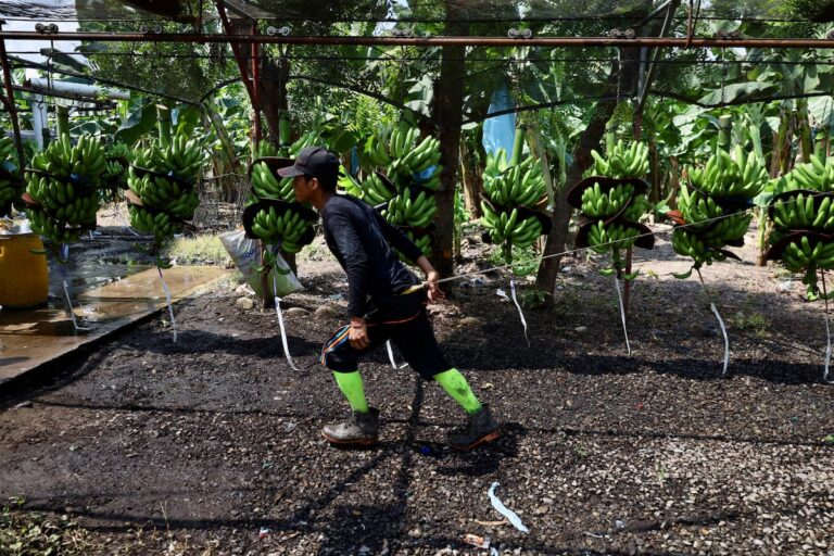 Les indigènes guatémaltèques dénoncent l’exploitation dans les fermes du Chiapas : « La banane vaut plus que nous »