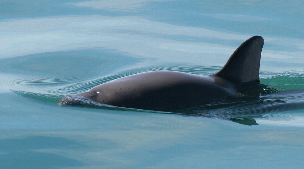 Les sons qui symbolisent la résistance des vaquitas