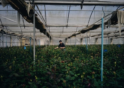 Alors que 68% des roses Sant Jordi arrivent de Colombie et 22% d'Équateur, la famille Pons continue de cultiver dans le Maresme