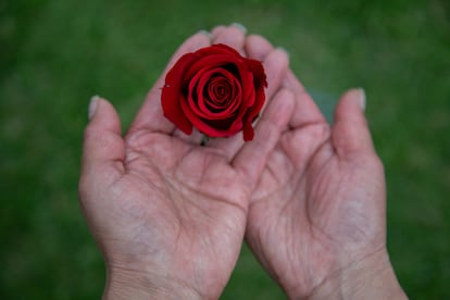 Les mains de Rosa Vera tiennent une rose cultivée dans la savane occidentale. Facatativá, Cundinamarca, Colombie.