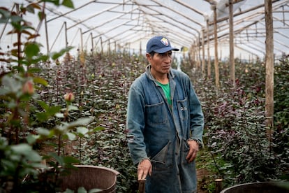 Segundo Fernández, producteur de roses, contemple en silence sa plantation à Tabacundo, en Équateur.