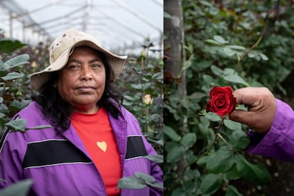 Marcia Lema, 58 ans, fondatrice et présidente d'ASOTFLORPI, a transformé son expérience de travailleuse de fleurs en une lutte pour les droits du travail à Tabacundo. A 50 ans, elle obtient son diplôme d'avocate pour défendre ses confrères.