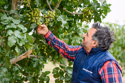 Pablo García, agronome qui gère la production de la ferme Pistachos de los Andes, montre des pistaches vertes sur un arbre. Les pistachiers mettent 8 à 10 ans pour mûrir (Image : Celina Mutti Lovera/Dialogue Earth)