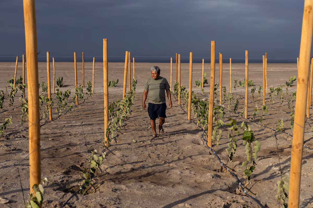Le miracle du vin chilien dans le désert le plus sec du monde