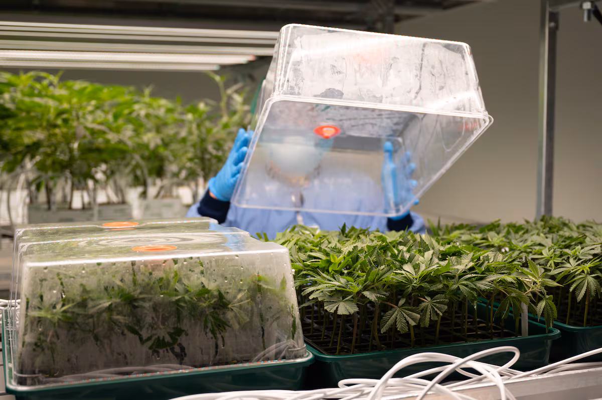 Popularité sans preuves : l’utilisation du cannabis pour traiter un type de douleur chronique manque de preuves scientifiques