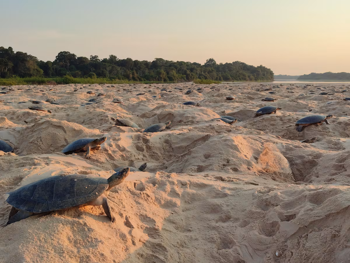 Crimes dans les sables fluviaux : trafic de tatarugas à des fins gastronomiques