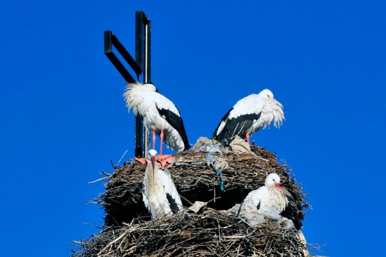 Les cigognes de Madrid maintiennent leur population grâce aux décharges