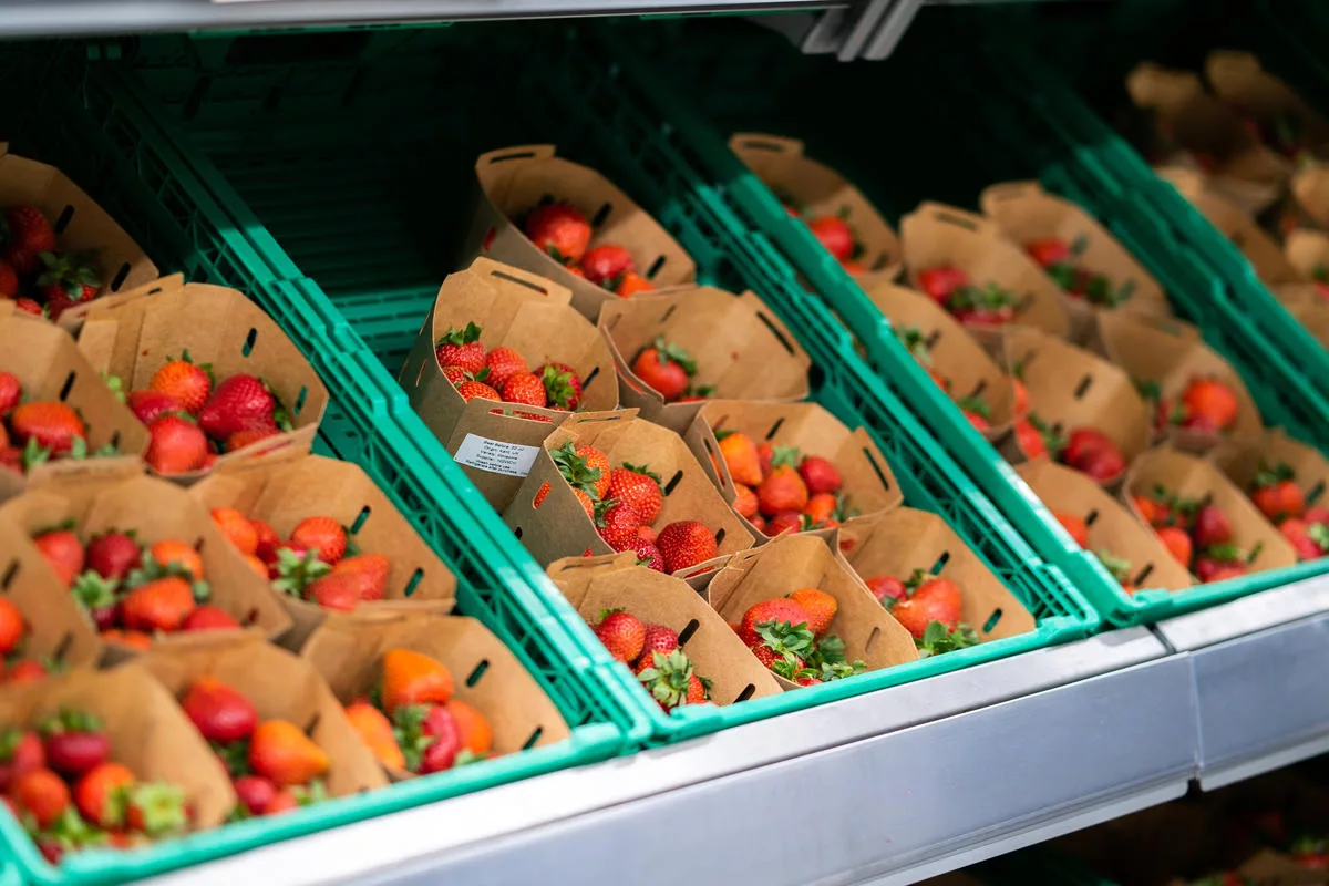 Les cultures britanniques toujours pulvérisées avec des pesticides interdits par l'UE en raison d'avertissements sur le cancer, la fertilité et la santé fœtale