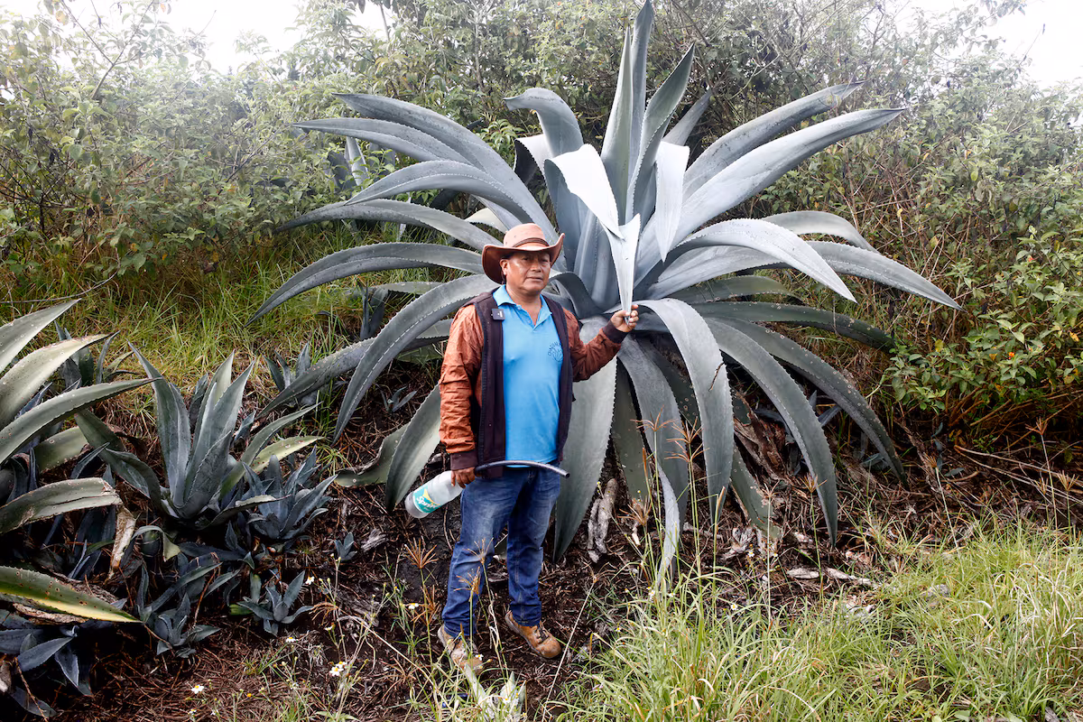 Chawarmishqui : la sève de l'agave en Équateur qui résiste comme tradition préhispanique