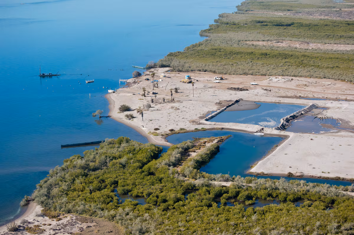 L'outil mexicain permettant à chacun de surveiller les mangroves et de prévenir leur perte