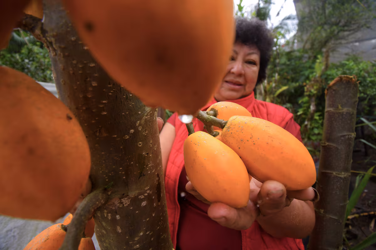 Le Chocó Andino en Équateur récupère les plantes rebelles qui défient l'alimentation mondiale