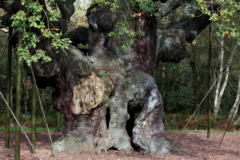 Le chêne centenaire qui, selon la légende, abritait Robin des Bois dans la forêt de Sherwood, meurt