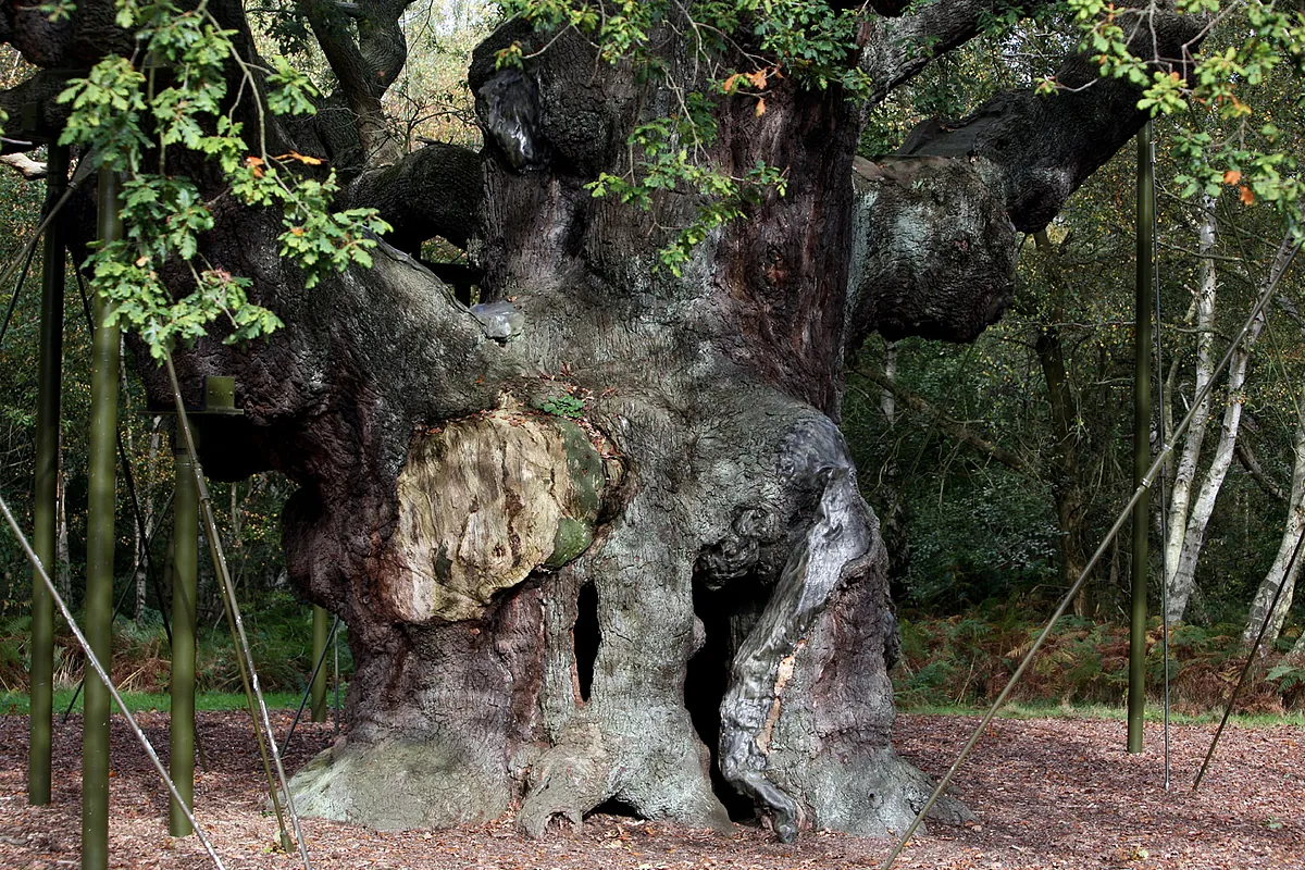 Le chêne centenaire qui, selon la légende, abritait Robin des Bois dans la forêt de Sherwood, meurt
