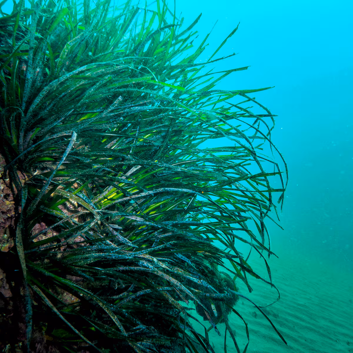 La Méditerranée brûle : une canicule marine augmente la température de l’eau de trois degrés et menace sa biodiversité