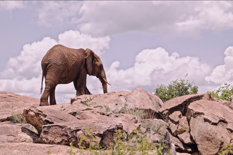 Comment 37 éléphants ont-ils survécu dans les Alpes ? La science vient de trouver la route de l'armée d'Hannibal