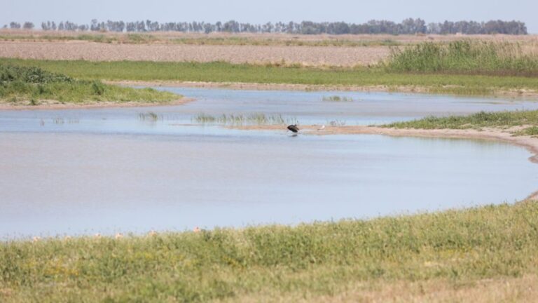 Doñana récupère 84 hectares de zone humide à Séville : l&rsquo;eau revient dans ses anciens méandres